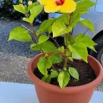 Lantställe Cortijo Correa Marbella