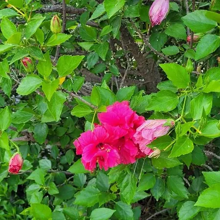 בית כפרי Cortijo Correa מארבלה